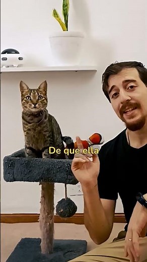 Clean-e | El bebedero inteligente para gatos más vendido de Mercado Libre
