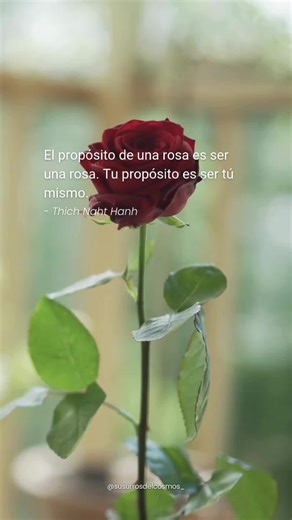 🌹 Propósito 🌹 “El propósito de una rosa es ser una rosa. Tu propósito es ser tú mismo.” — Thich Nhat Hanh Viniste a recordarte. A florecer desde tu esencia, sin comparación, sin prisa, sin máscaras. Cuando dejas de intentar ser otra cosa, brillas con luz propia y entonces otros también recuerdan. ✨ #FrasesEspirituales #EnseñanzasBudistas #CaminoInterior #ThichNahtHanh #FrasesDeThichNahtHanh