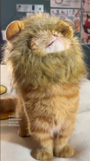 Cat Fashion Show 🐾 | 4 Adorable Outfits That’ll Melt Your Heart #catshorts