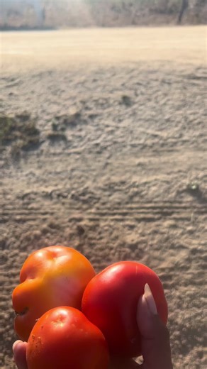 canjo (@canjo05)’s videos with suara asli - 🇷 🇦 🇲 🇦 🇹🇱