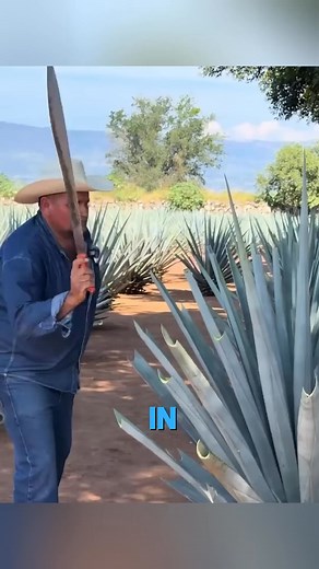 5.7K views · 22 reactions | How Mexico Turns Agave Into Liquid Fire | Particle Project | Facebook