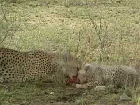 Plants and Animals Depend on Each Other (clip)