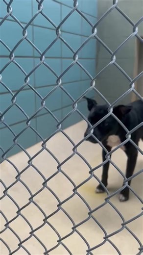 2.9K views · 35 reactions | Rescue Me Tampa - Shelter Dogs on Reels | Facebook