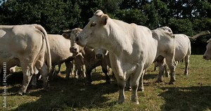 Charolais cattle. The Charolais is the second-most numerous cattle breed in France.
