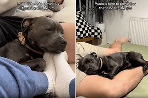Owner Labels Dog a ‘Stage 5 Clinger,’ Viral Video Shows Why