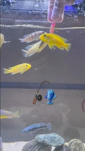 I tried hand feeding my fishes…Here’s what they did!