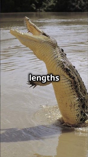 Nile Crocodile vs Saltwater Crocodile: Who's the King?