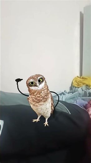 Funny owl dance #funny #owl #dance #comedymove #fyp #fypシ #trending #nature #naturelovers #birds