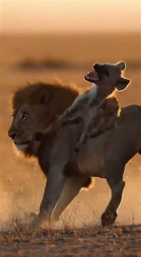 Crazy and funny animals.クレイジーで笑える動物 Unbelievable pet tricks #funnyanimals #pets #viral