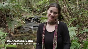 Superb Lyrebird Fact Sheet