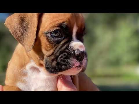 Available Boxer Puppies