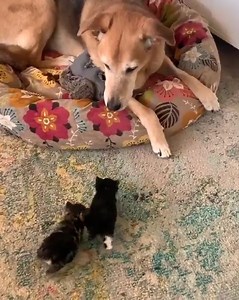 6.8M views · 360K reactions | Pets Farm | The kitten lost its mother and this is the reluctant mothers. watch her love | Pets Farm | Facebook