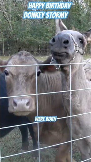 🫏Happy Birthday Party for cute & funny donkey Stormy. All guests were farm animals🥰