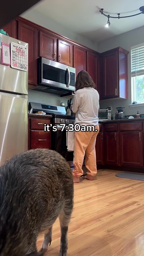 Merlin the Pig Training with New Buttons