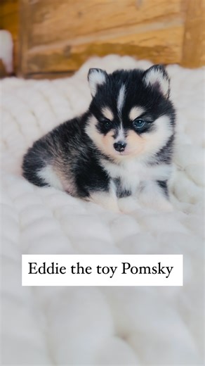 JDPomskies | Pomsky puppies | Pomsky Breeder on Instagram: "❤️Eddie is our last toy pomsky puppy open to reserve❤️. 🐾He is a fun puppy that is always making us laugh. 🐾He will be under 10 lbs full grown. 📞Reach out to us at (443)370-3314 for details. #pomsky #pomskypuppy #pomskylife #minihusky #pomskies #doggy #dogofinsta #designerdog"