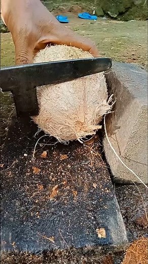 jumbo coconut | removing coconut meat from shell