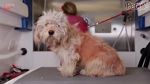 Homeless Dog Gets a Makeover - and Adopted!