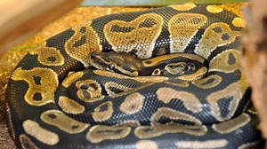Python verschlingt Frau auf Insel Sulawesi