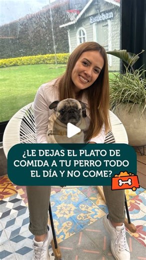 Comida para mascotas / Real Pets on Instagram: "No cometas más este error ⚠️ Dejarle la comida a tu perro todo el día no es una opción saludable. Quédate hasta el final y conoce cuál es la manera correcta de alimentar a tu mascota ✅🐶 #Mascotas #Perros #comidaparaperros #petfriendly #alimentoparaperros #tipsparamascotas #Croquetas"