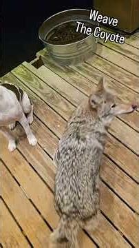 PUPPY CHOW! 🐺 #weavethecoyote #coyote #duckholliday #dog #puppy #cute #animals #nature #pet #pets