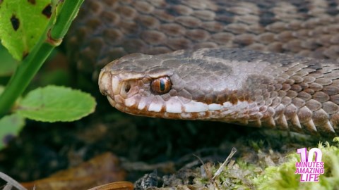 European Viper Close-Up