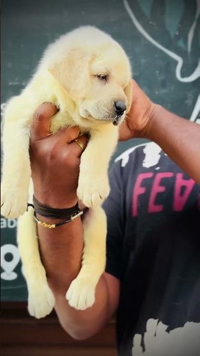 Beautiful Quality Cute Labrador Puppy Hyderabad Pet Sale 9989633663 #labrador #lab #ytshorts #shorts