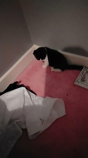 wtf is my kitten doing