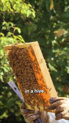Where do you get bees from to start your beehive?