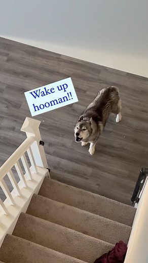 What does your alarm clock sound like??… - - #agouti #agoutihusky #howlingdog #talkinghusky #howling #howlingwolf #funnydogvideos #funnydog #huskygram #huskymom #huskymoments #huskymomlife #dogmomlife | Sassy Huskies