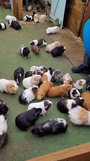 #viralvideo #guineapiglife #guineapigs #guineapig #guineapigsoftiktok #guineapiglove #cavy #cavylove #cavylife #fyp #fypシ #love #rescueanimals #rescueguineapig #forever #viraltiktok #rescue #viralvideos #viral #Christmas