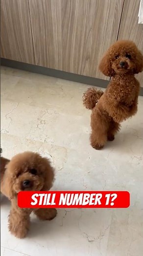 Top 3 Small Dogs Americans Are OBSESSED With! 🐾#dogbreeds #smalldogs #puppylove