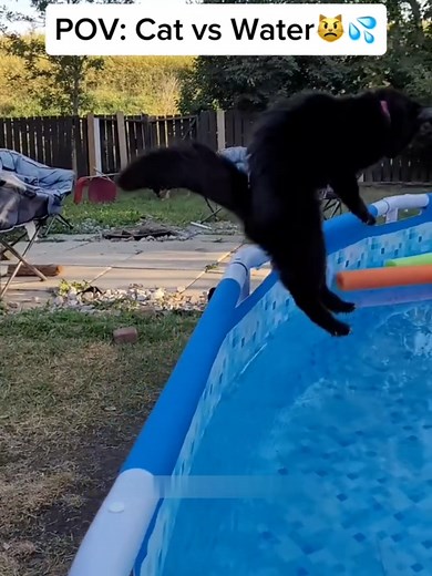 Hilarious Cat Moments That Will Make You Smile