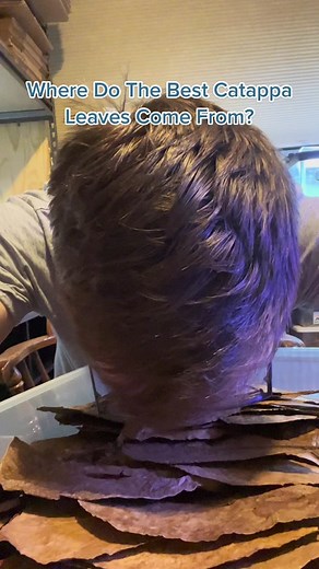 Catappa Leaves for Betta Fish: Benefits and Best Practices