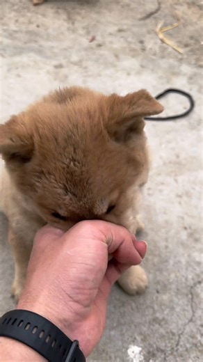 Puppies do not disturb 🙏🙏😭 #petcare #petfrindly #dog #wildlife #pet #petlove #doglover #cat #trendingreelsvideo #today #trend | Rahul