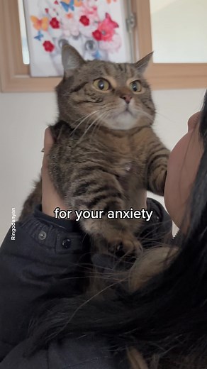 Cat Owner's Best Friend: A Day in the Life of Feline Friendship