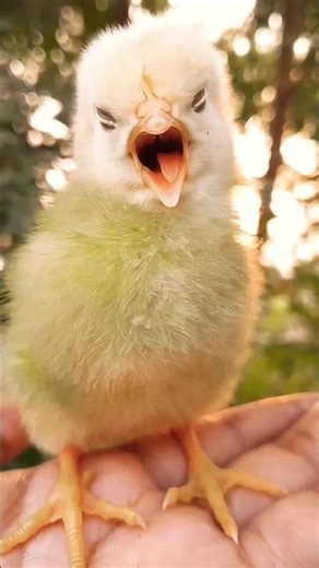 Little Snooze Start 🐥💞. #youtubeshorts #shorts #viral #chicks #chicktales