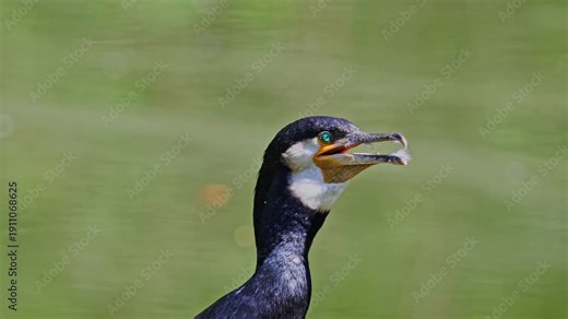 The great cormorant, Phalacrocorax carbo known as the great black cormorant across the Northern Hemisphere, the black cormorant in Australia and the black shag further south in New Zealand