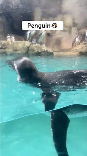 Penguin 🐧 #penguin #show #swimming #aquarium #shorts