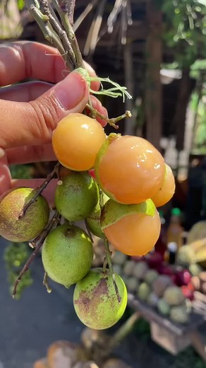 Refreshing Limoncillo and Guinep Juice Recipes
