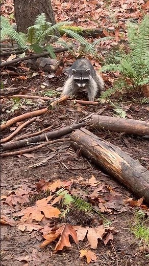 Predator Control Group-tactical nuke smoked persimmon! ￼