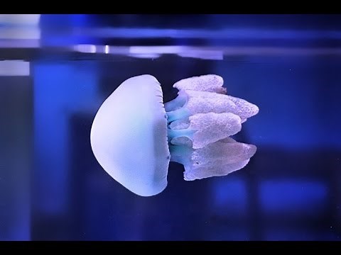 *RARE* Blue Blubber Jellyfish Tank --The Aquarium King--