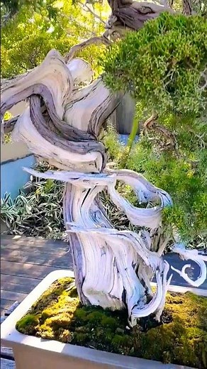 800 years old Japanese Bonsai tree. 🌳