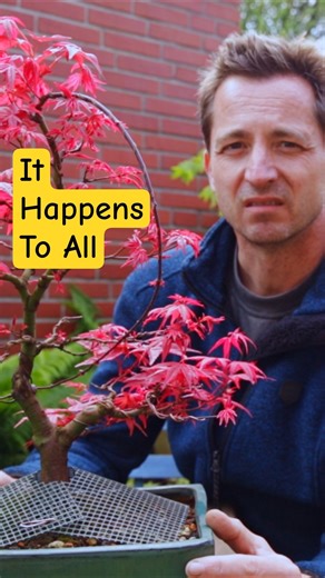 Sick Japanese Maple?