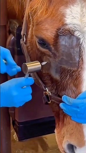 How To Flush Sinuses 😷 #goodtoknow #lifehacks #funfacts #educational #vet #medicine #survival #hack