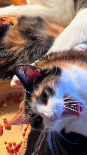 Cute Cats of TikTok Sleeping with Bearded Dragon: Funny Adventures