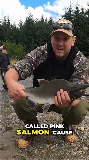 Humpy Salmon: Spawn Ready & Pink Flesh Explained