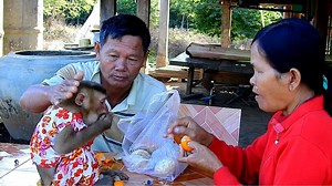 91K views · 2.2K reactions | Grandfather hit head Soo - Soo gets anger with grandfather | Monkey Soo | Facebook