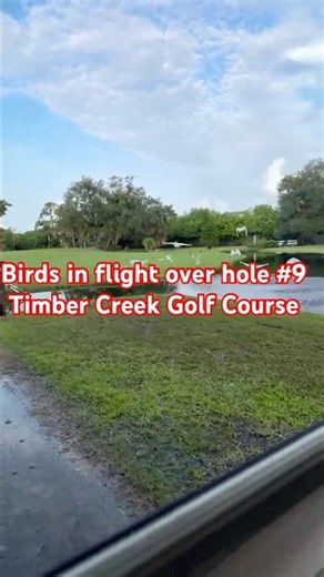 🌅 Sunrise LIVE! Highlight Hole #9 birds in flight | 7/31/26 Ride Along #birds #gorgeous #fyp #k_l