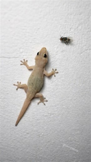 Amazing Lizard Sound 🦎 Effect | Gecko Sneaks Up on a Housefly…