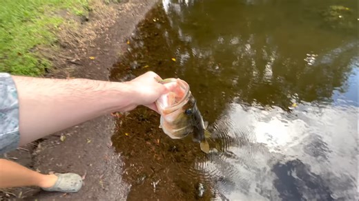 We caught wild bass and released them into a hidden pond ecosystem
